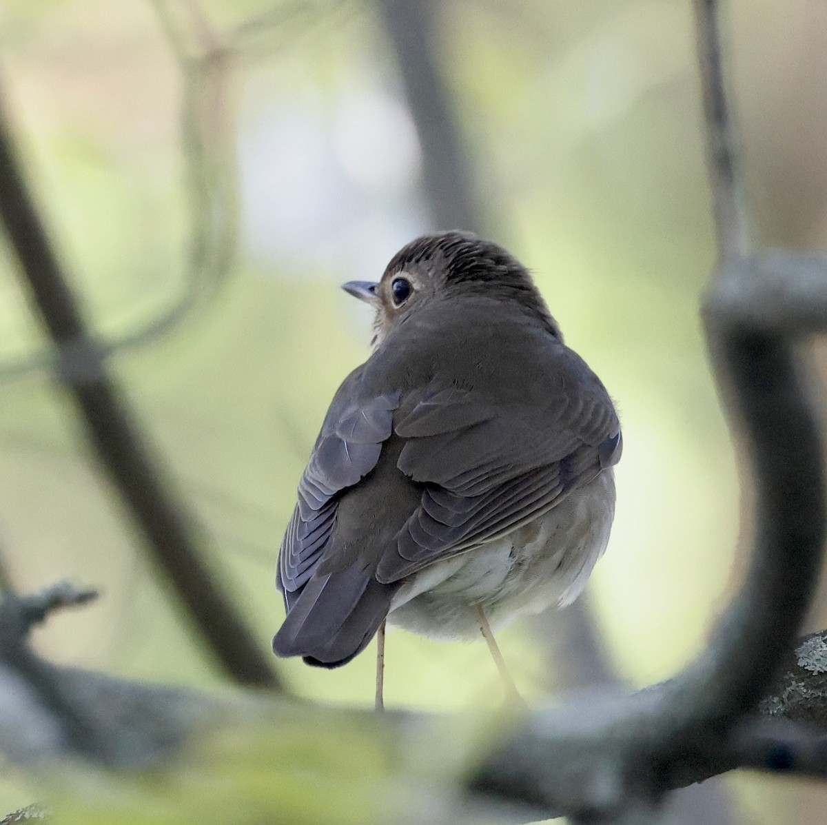 Swainson's Thrush (Olive-backed) - Jon Wolfson