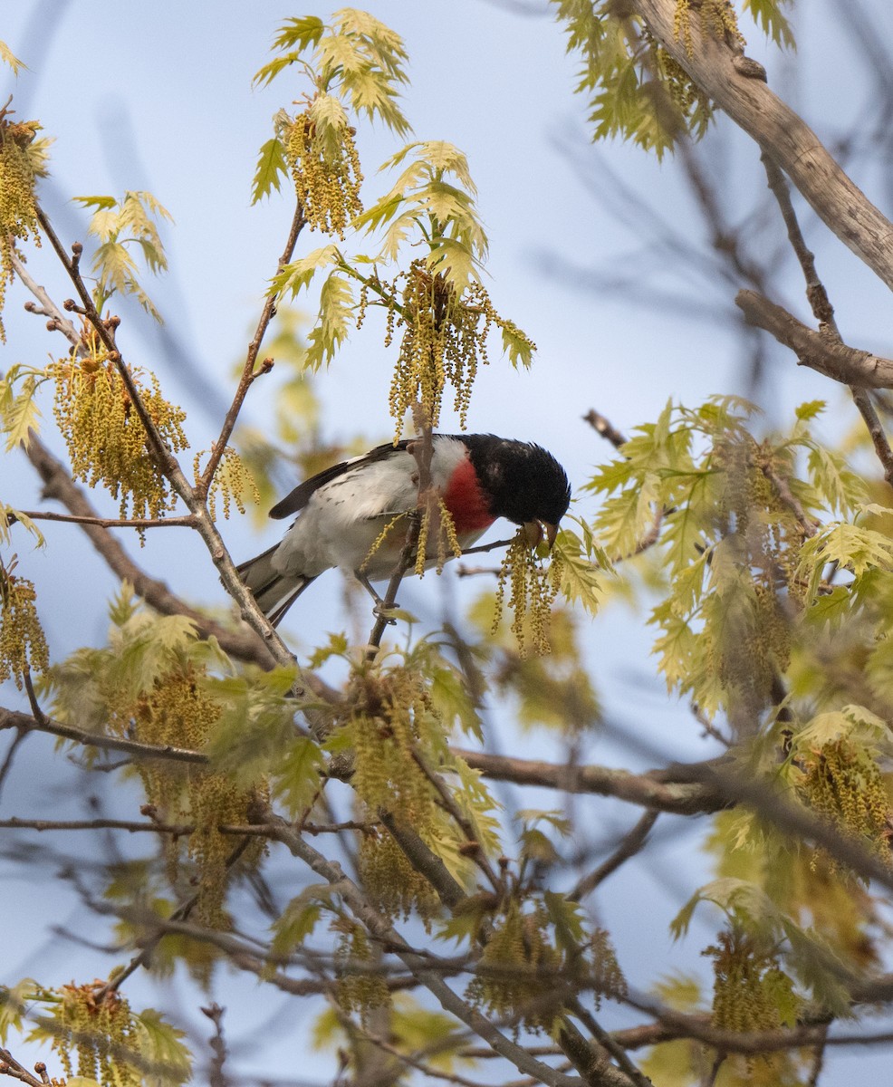 Rose-breasted Grosbeak - Marilyn White