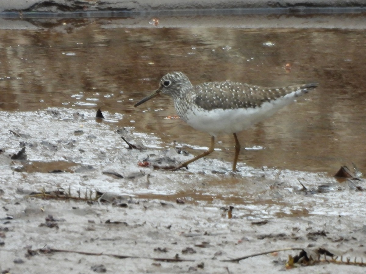 Solitary Sandpiper - Evan Houlding