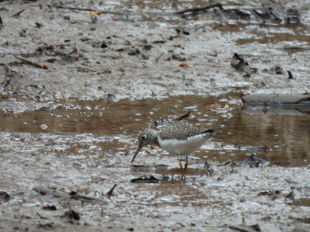 Solitary Sandpiper - ML618837794