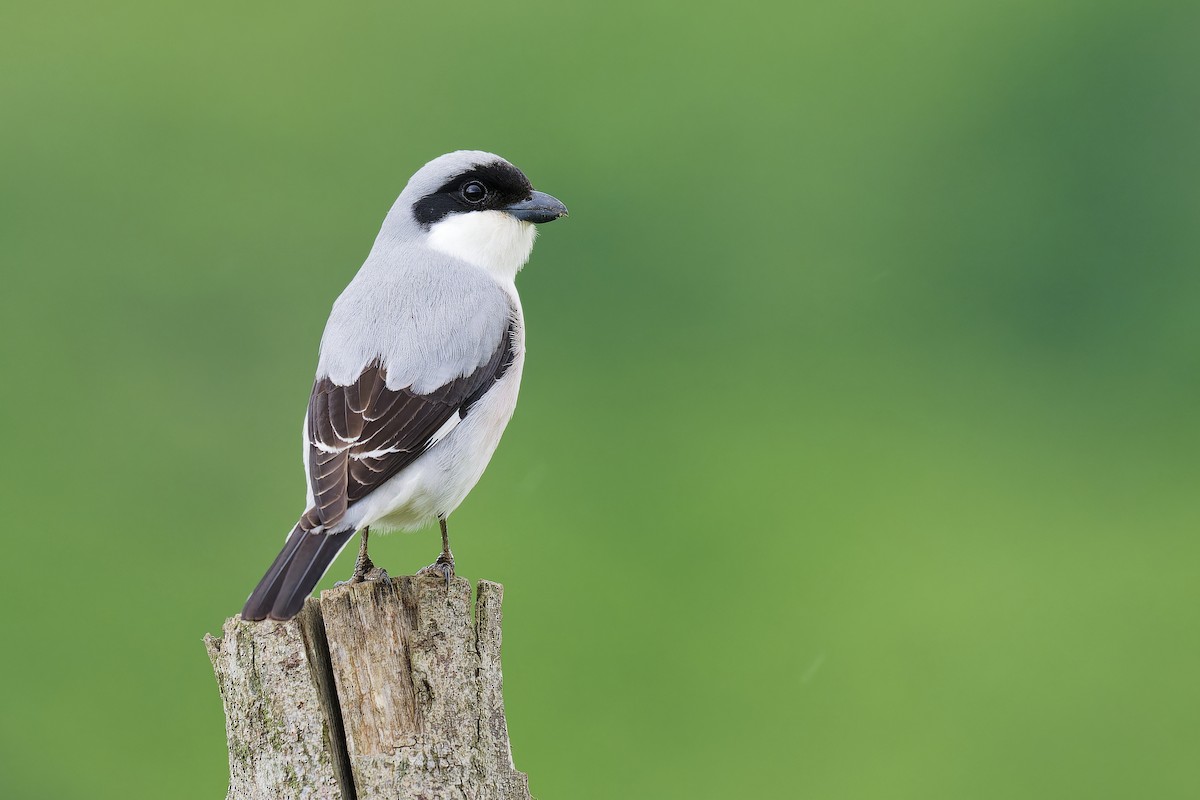 Lesser Gray Shrike - Paul Maury