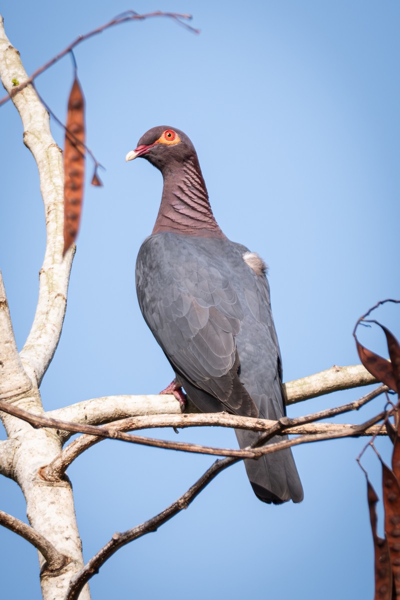 Scaly-naped Pigeon - Meileen Otero