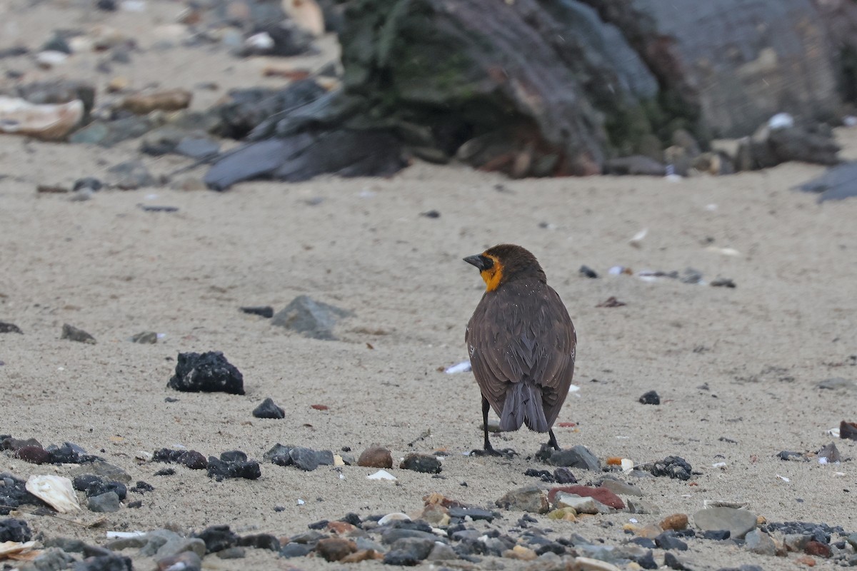 Yellow-headed Blackbird - ML618837804