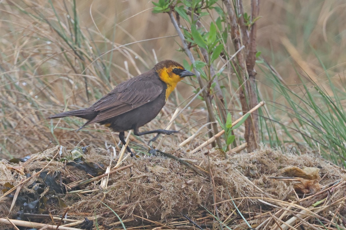 Yellow-headed Blackbird - ML618837808