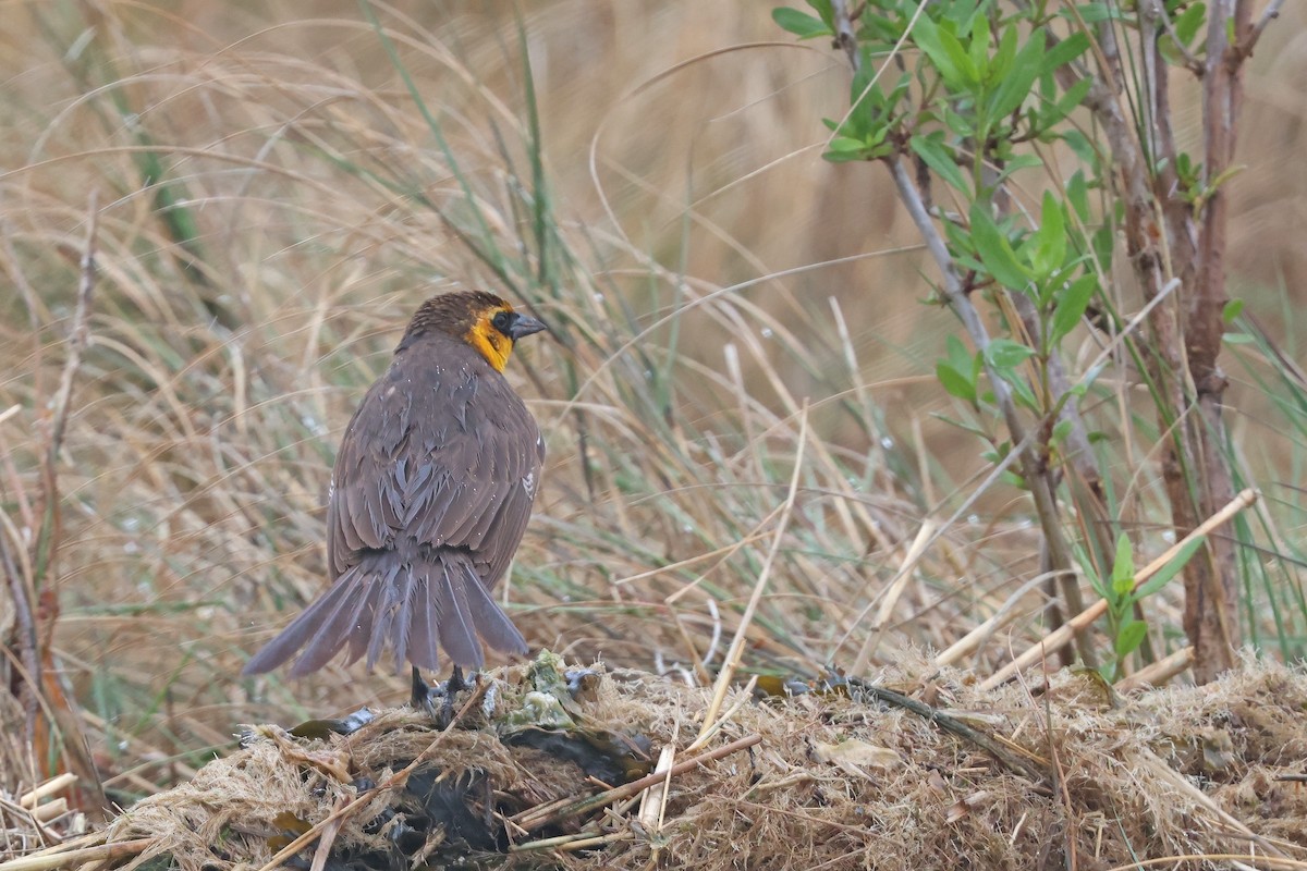 Yellow-headed Blackbird - ML618837809