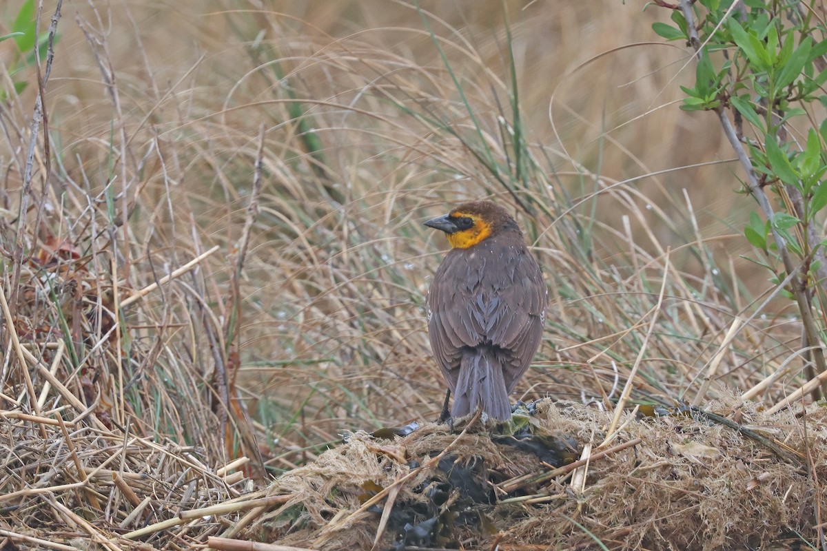 Yellow-headed Blackbird - ML618837810