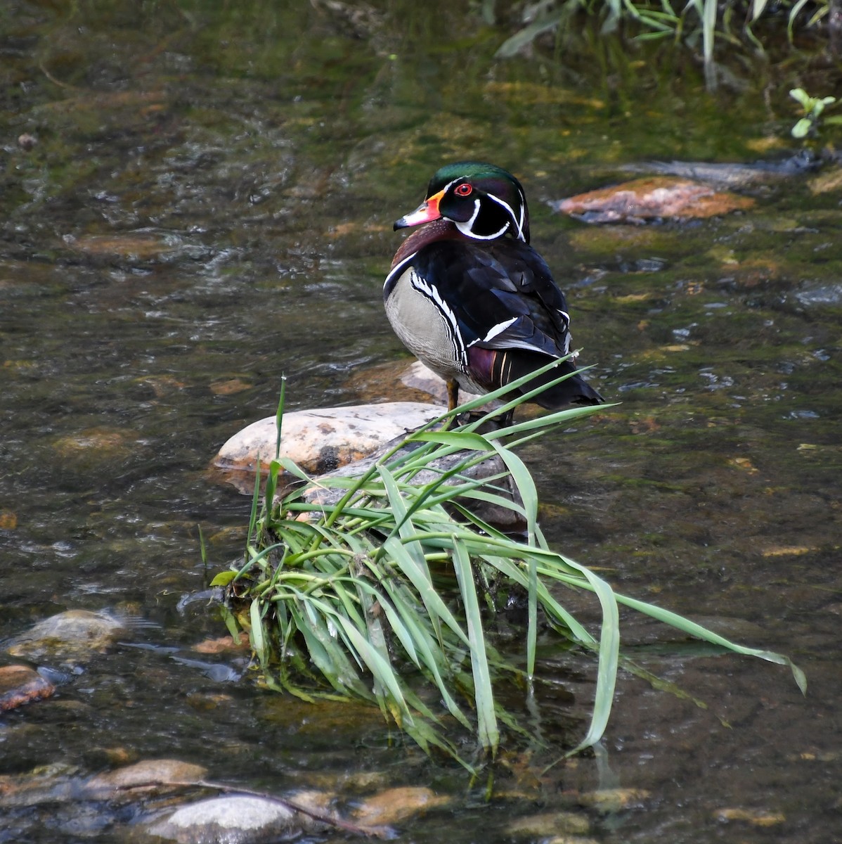 Wood Duck - Denise Van Peursem