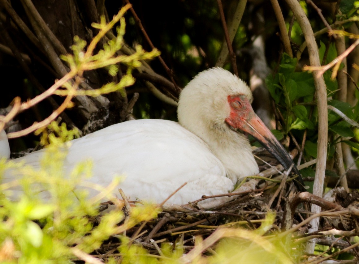 ibis bílý - ML618837816