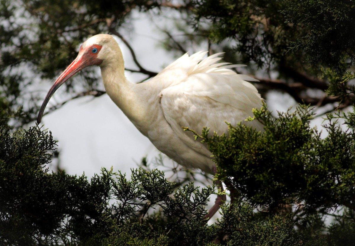 ibis bílý - ML618837817