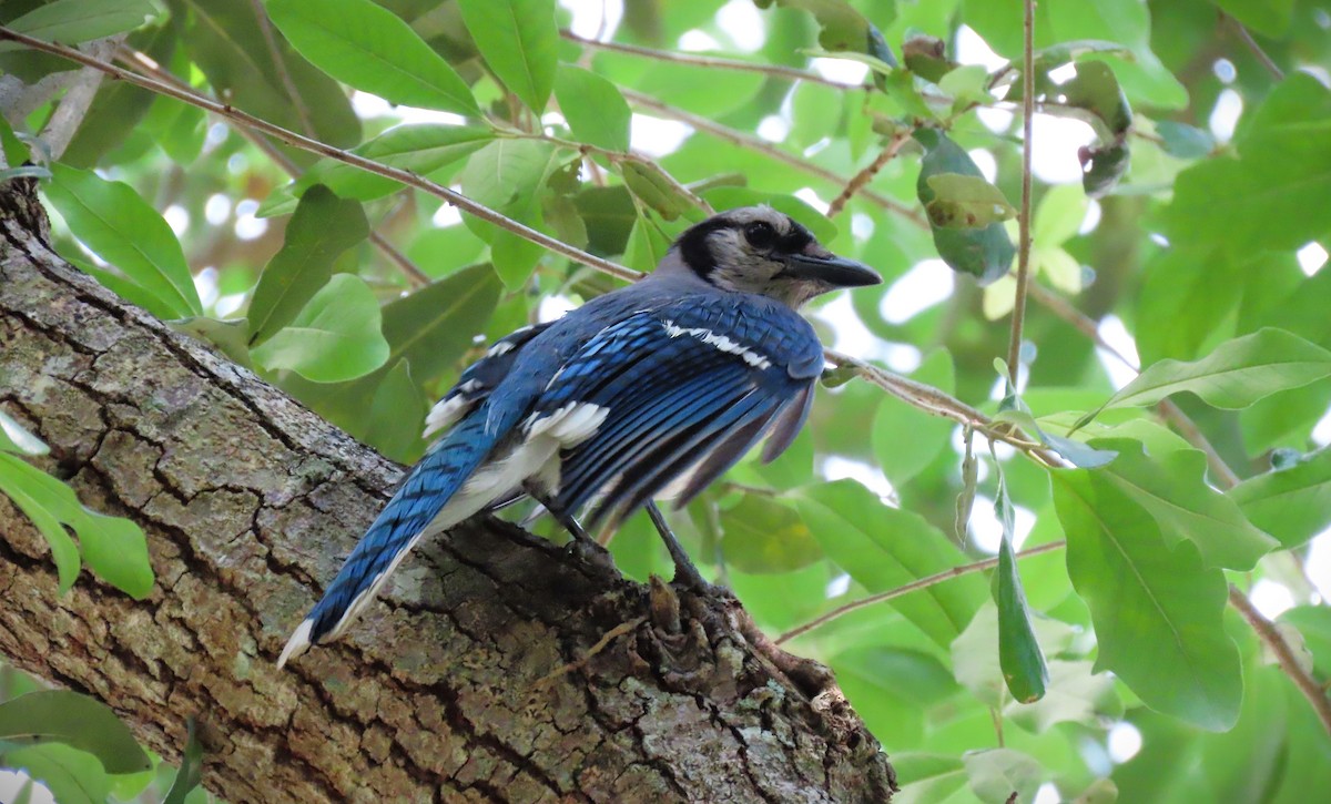 Blue Jay - Susan Young