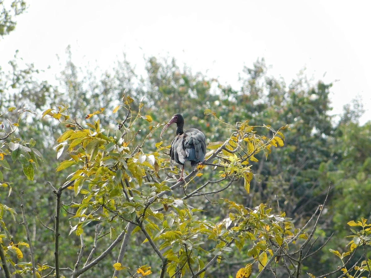 Bare-faced Ibis - ML618837823