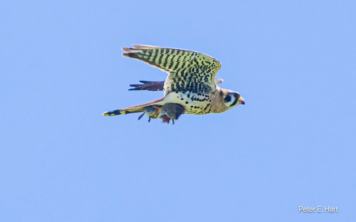 American Kestrel - Peter Hart