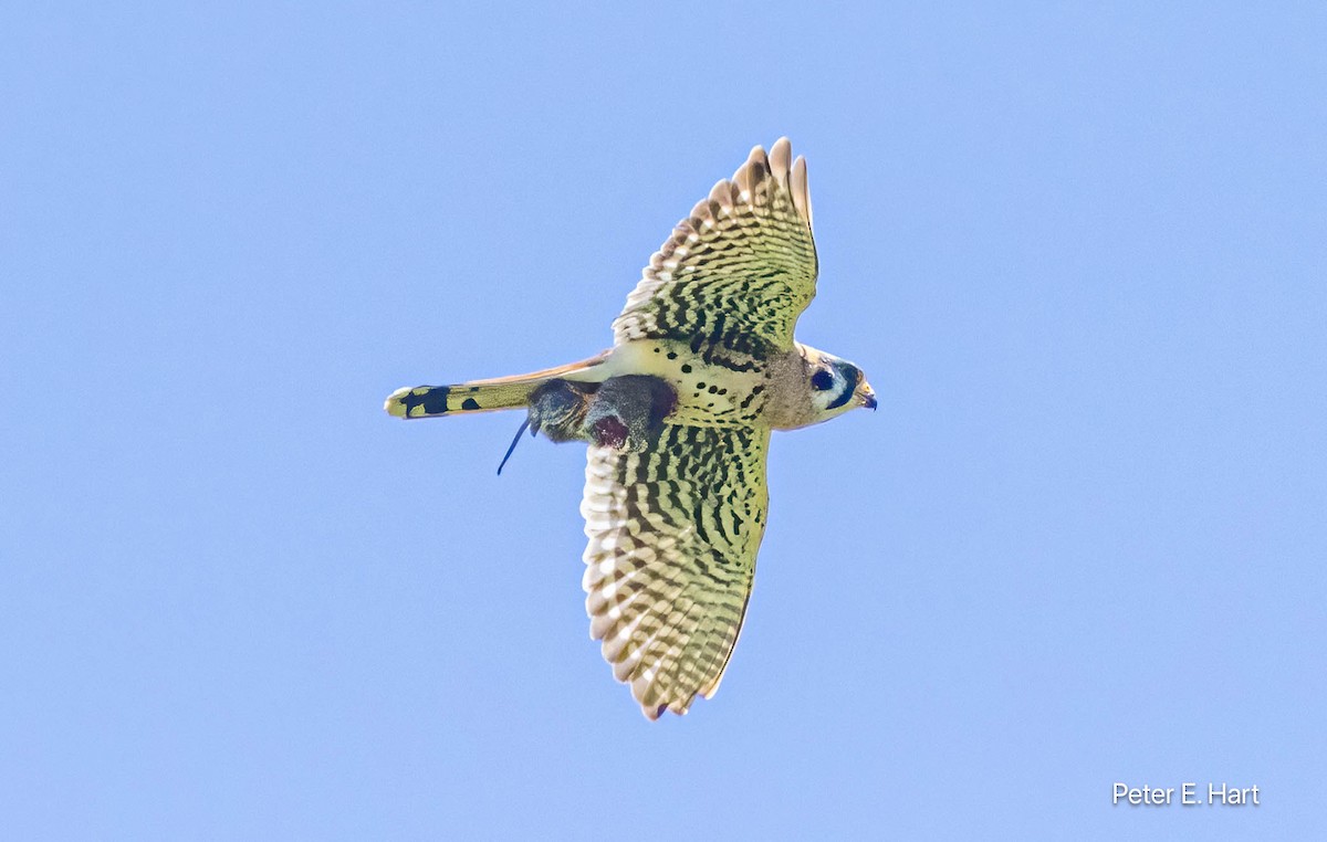 American Kestrel - Peter Hart