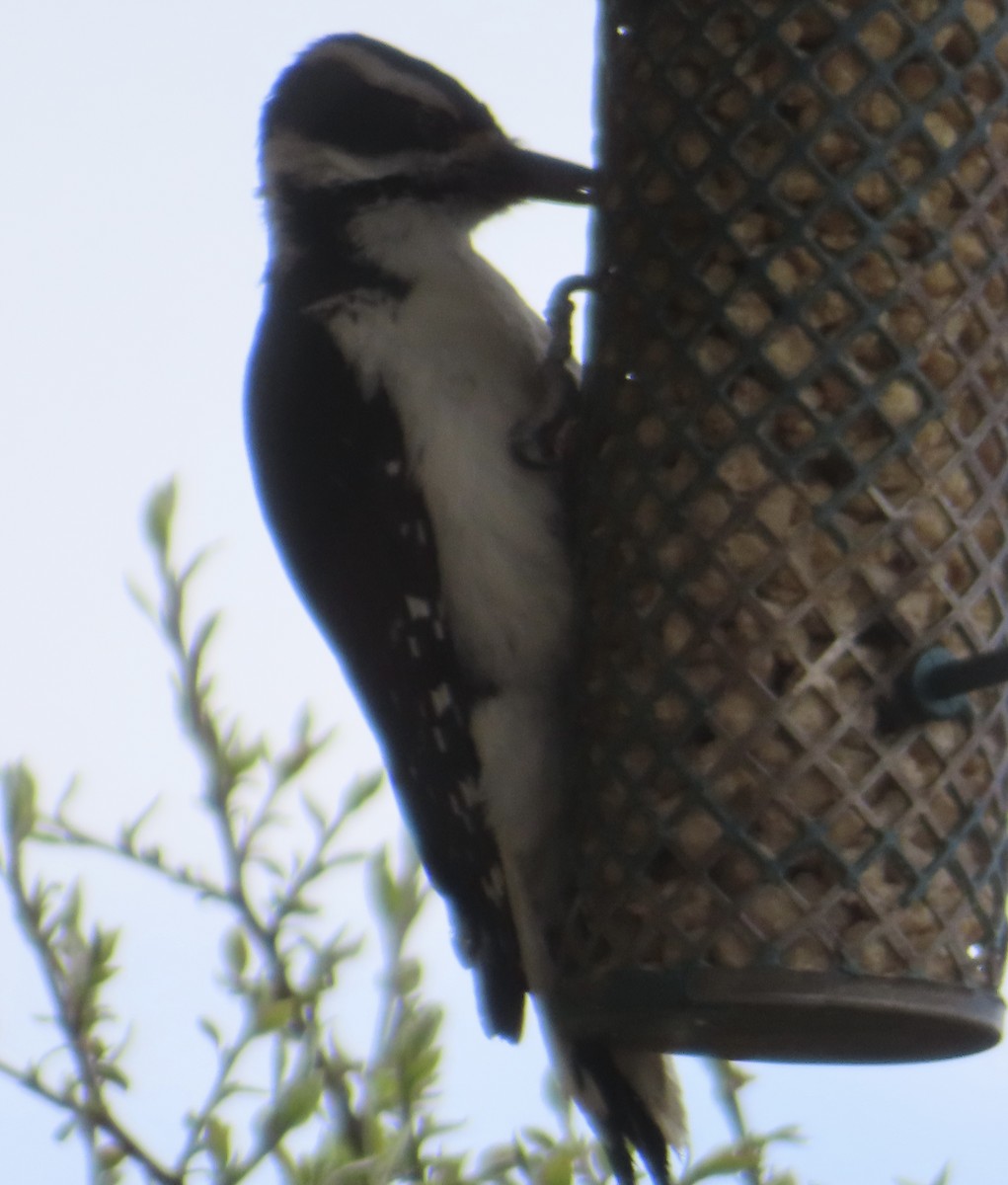 Hairy Woodpecker - Mohini Rawool-Sullivan