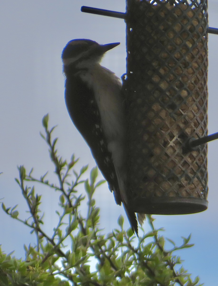 Hairy Woodpecker - Mohini Rawool-Sullivan