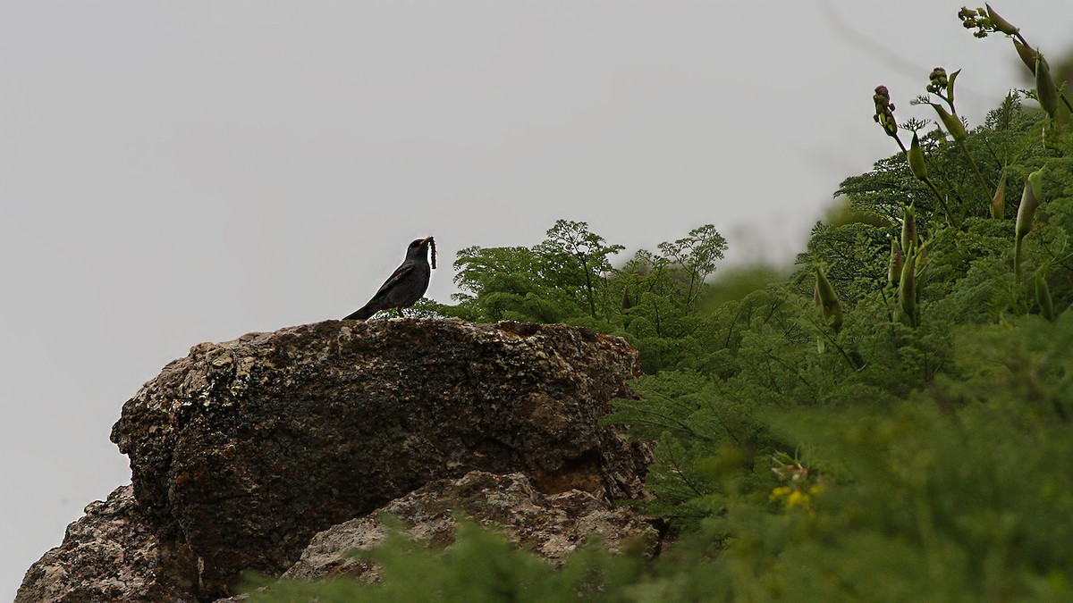 Blue Rock-Thrush - Emrah Kayhan