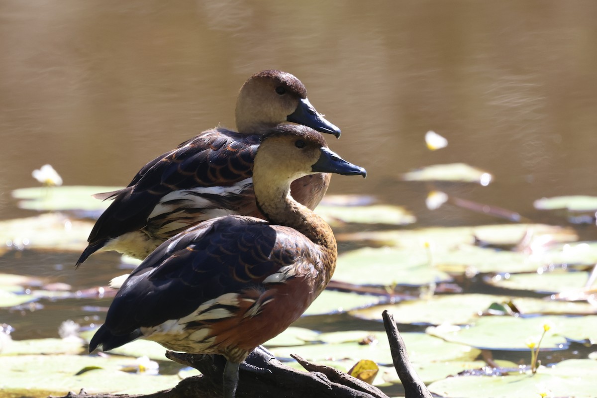 Wandering Whistling-Duck - Dennis Devers