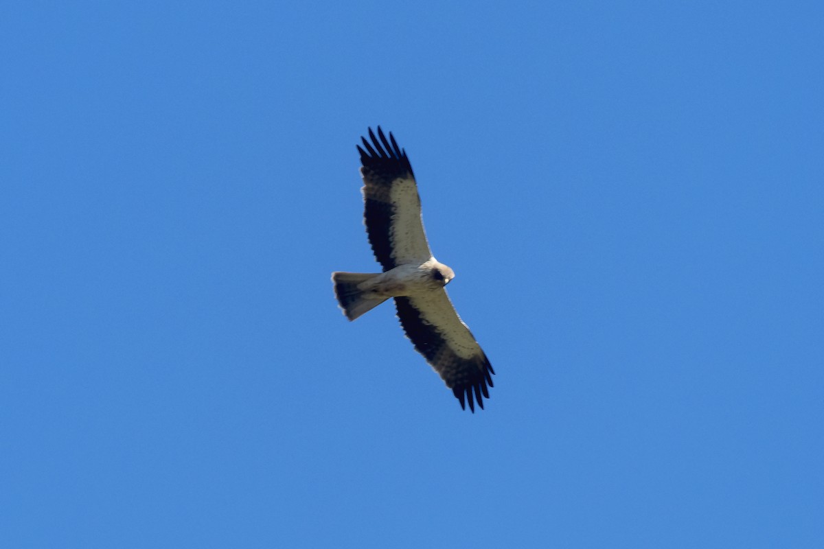 Booted Eagle - Brian Hoffe