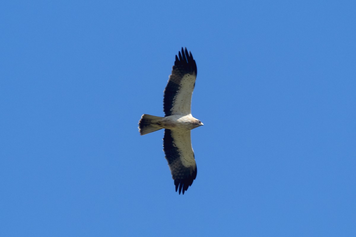 Booted Eagle - ML618837854