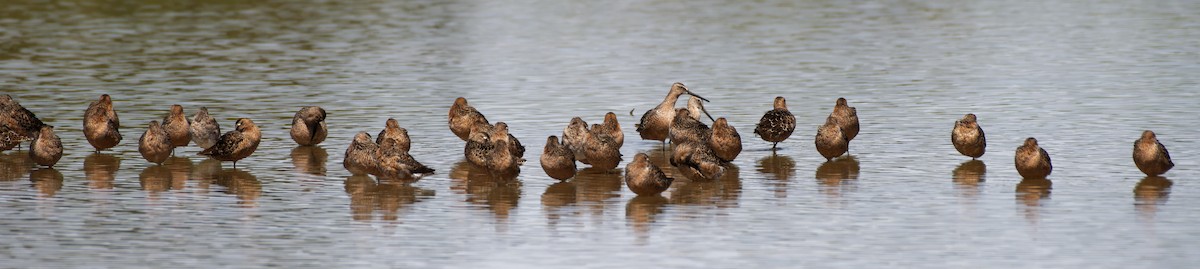 Long-billed Dowitcher - Leslie Holzmann