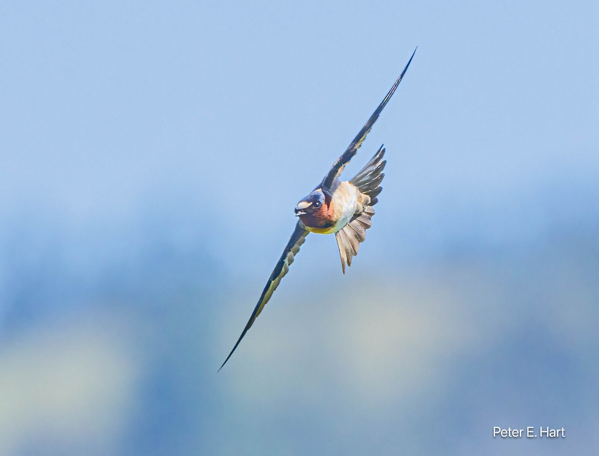 Cliff Swallow - ML618837867