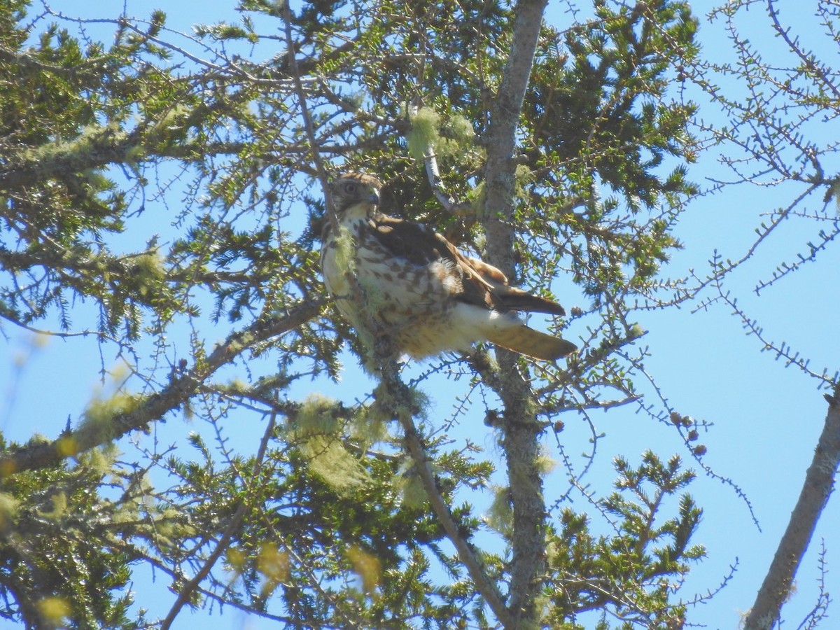 Red-tailed Hawk - Beatrix Kohlhaas