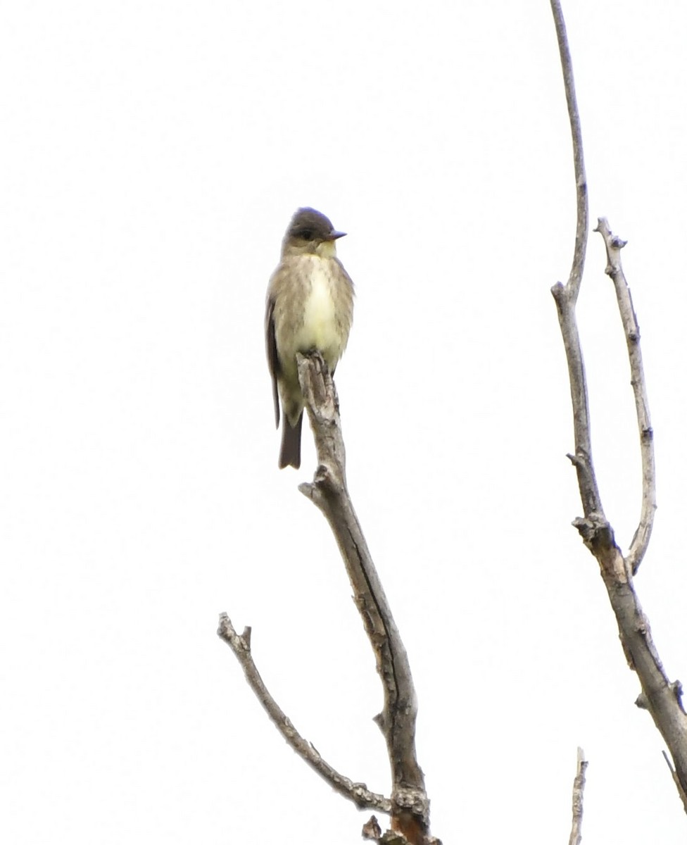 Western Wood-Pewee - Denise Van Peursem