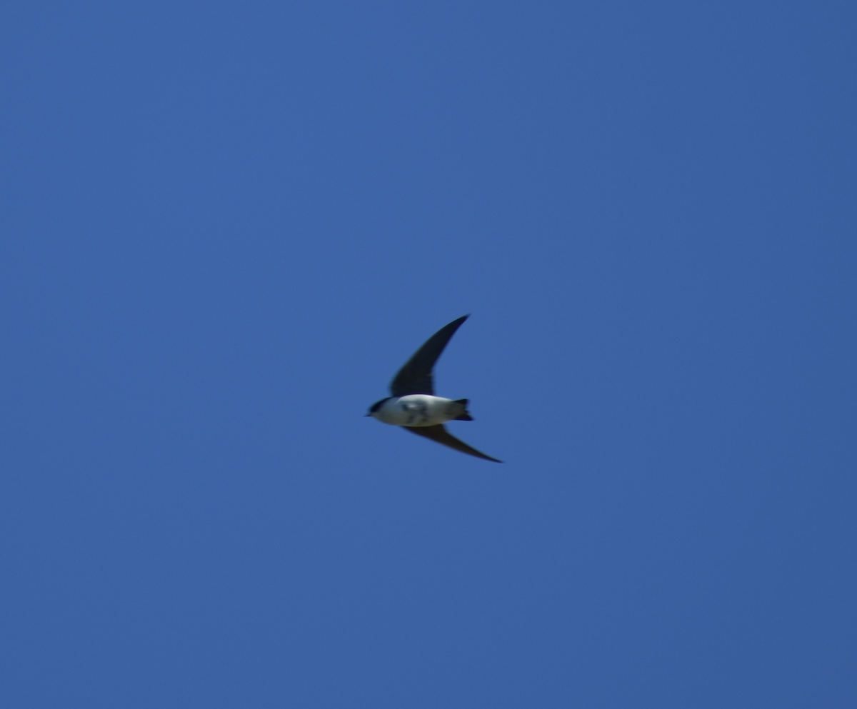 Tree Swallow - Tser Supalla