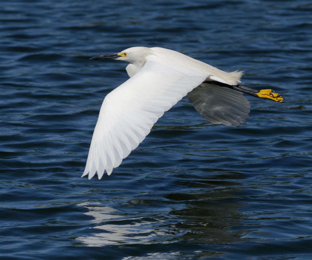 Snowy Egret - Leslie Holzmann