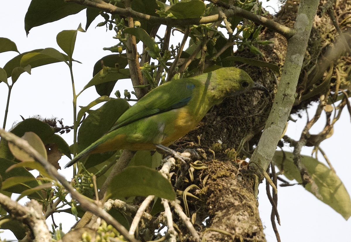 Orange-bellied Leafbird - Joseph Tobias