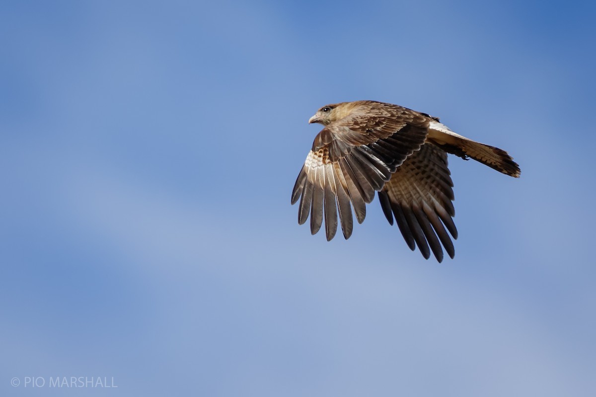 Chimango Caracara - Pio Marshall