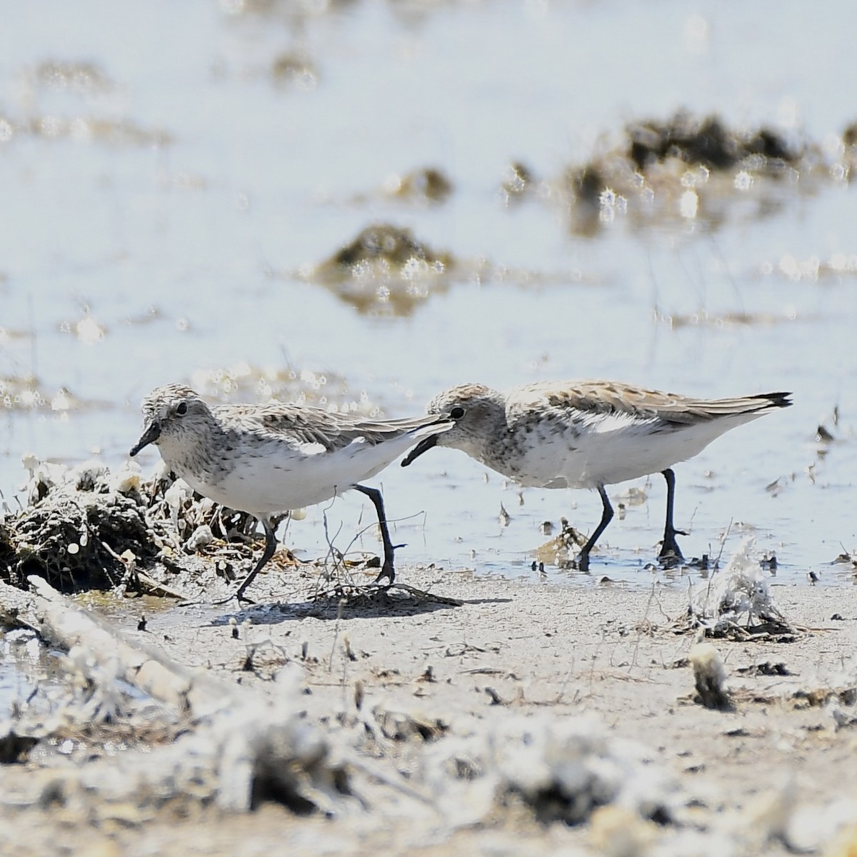 Semipalmated Sandpiper - Paul Clarke