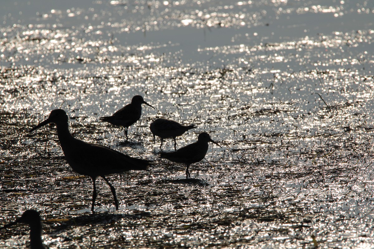 Dunlin - Fritz (Boch) Hoeflein