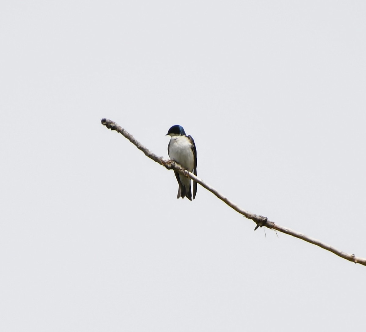 Tree Swallow - ML618837892