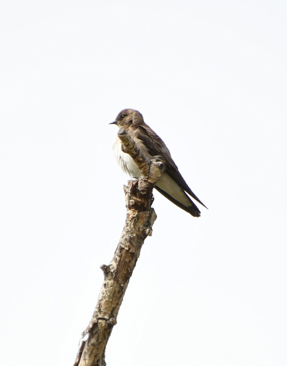 Northern Rough-winged Swallow - Denise Van Peursem