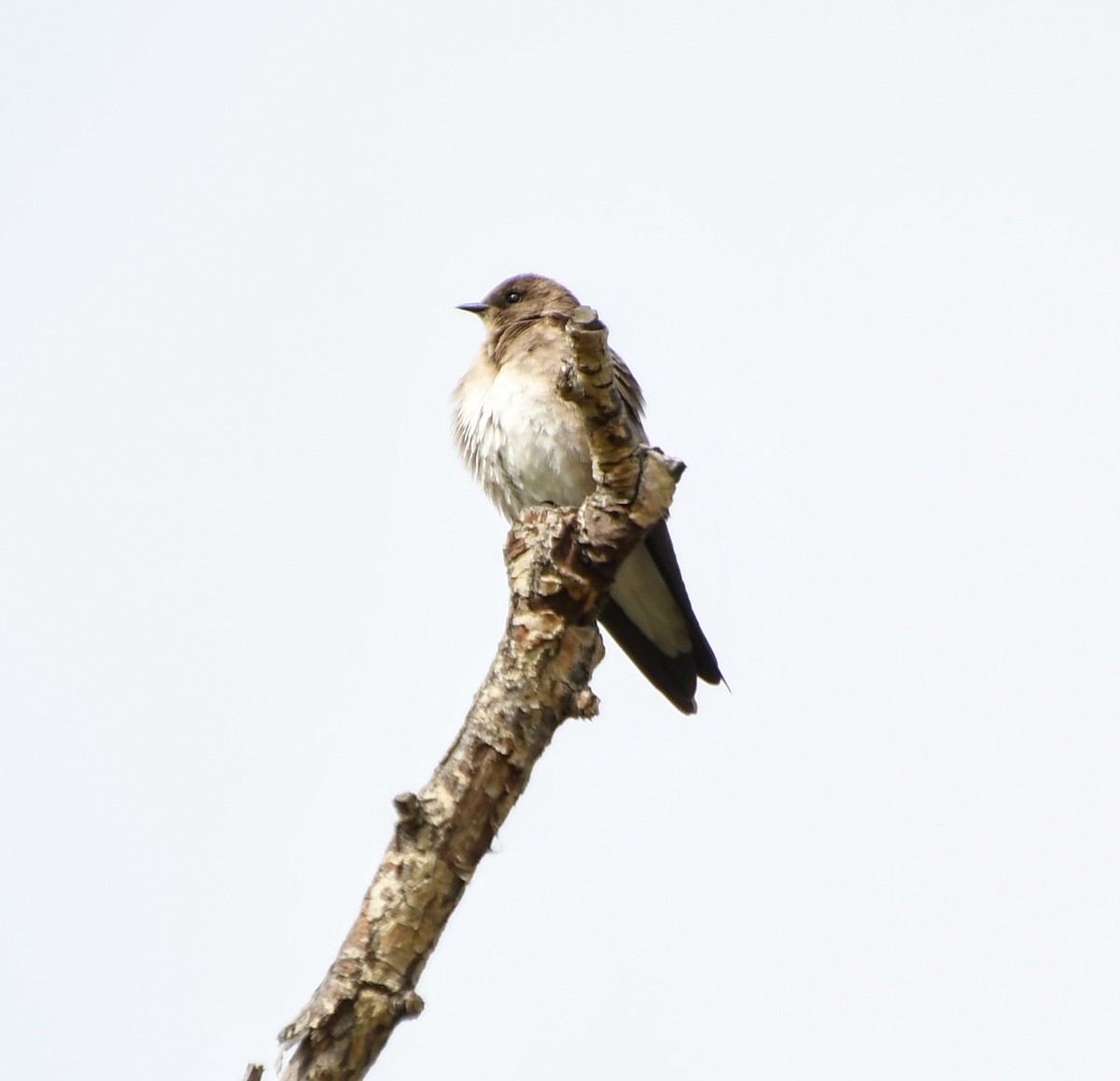 Northern Rough-winged Swallow - Denise Van Peursem