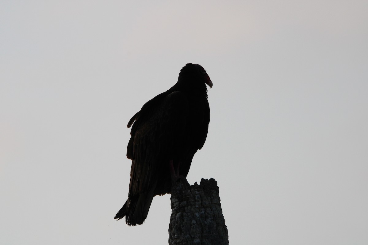 Turkey Vulture - Fritz (Boch) Hoeflein