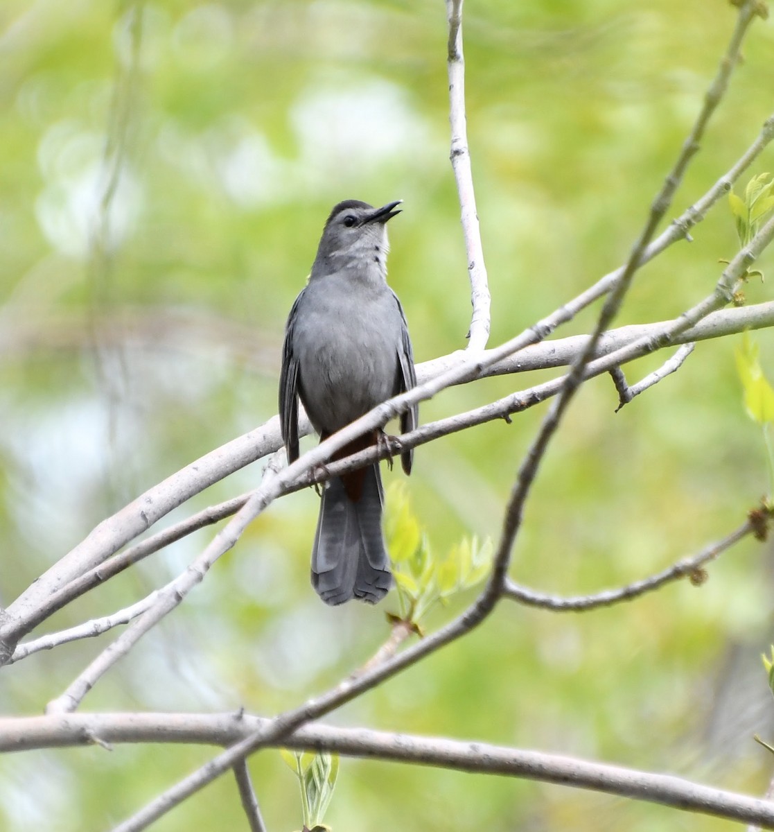 Gray Catbird - Denise Van Peursem