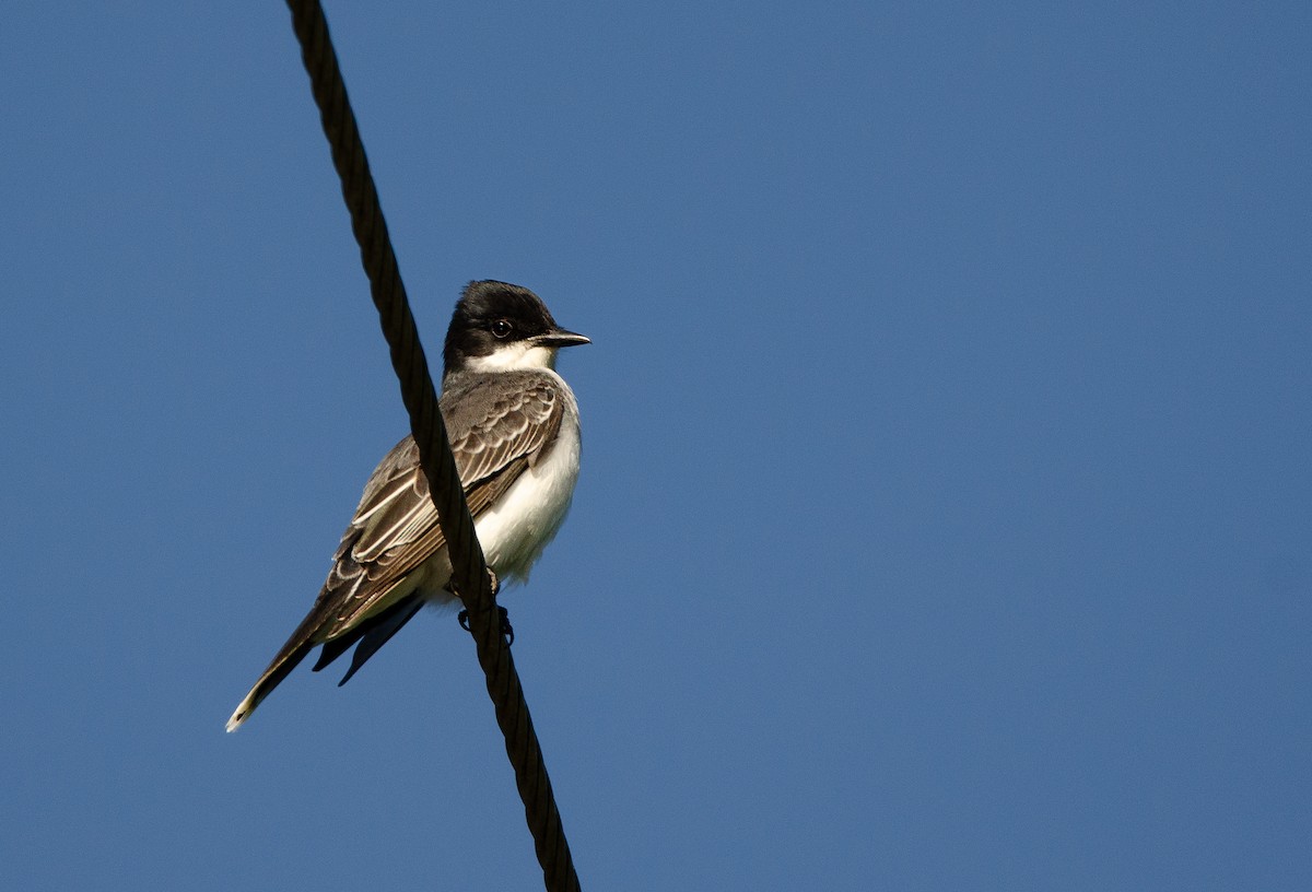 Eastern Kingbird - ML618837927