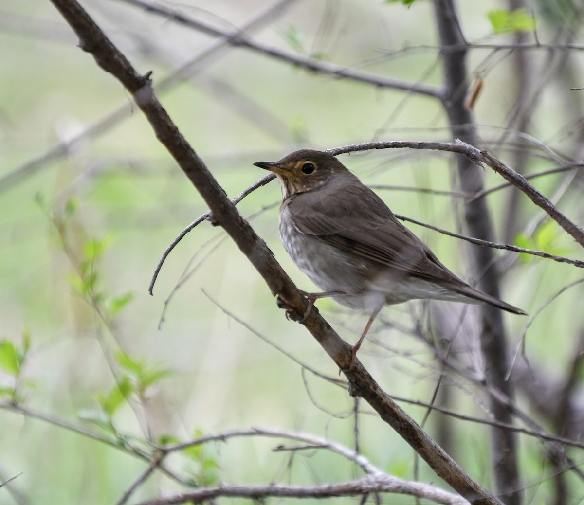 Swainson's Thrush - Denise Van Peursem