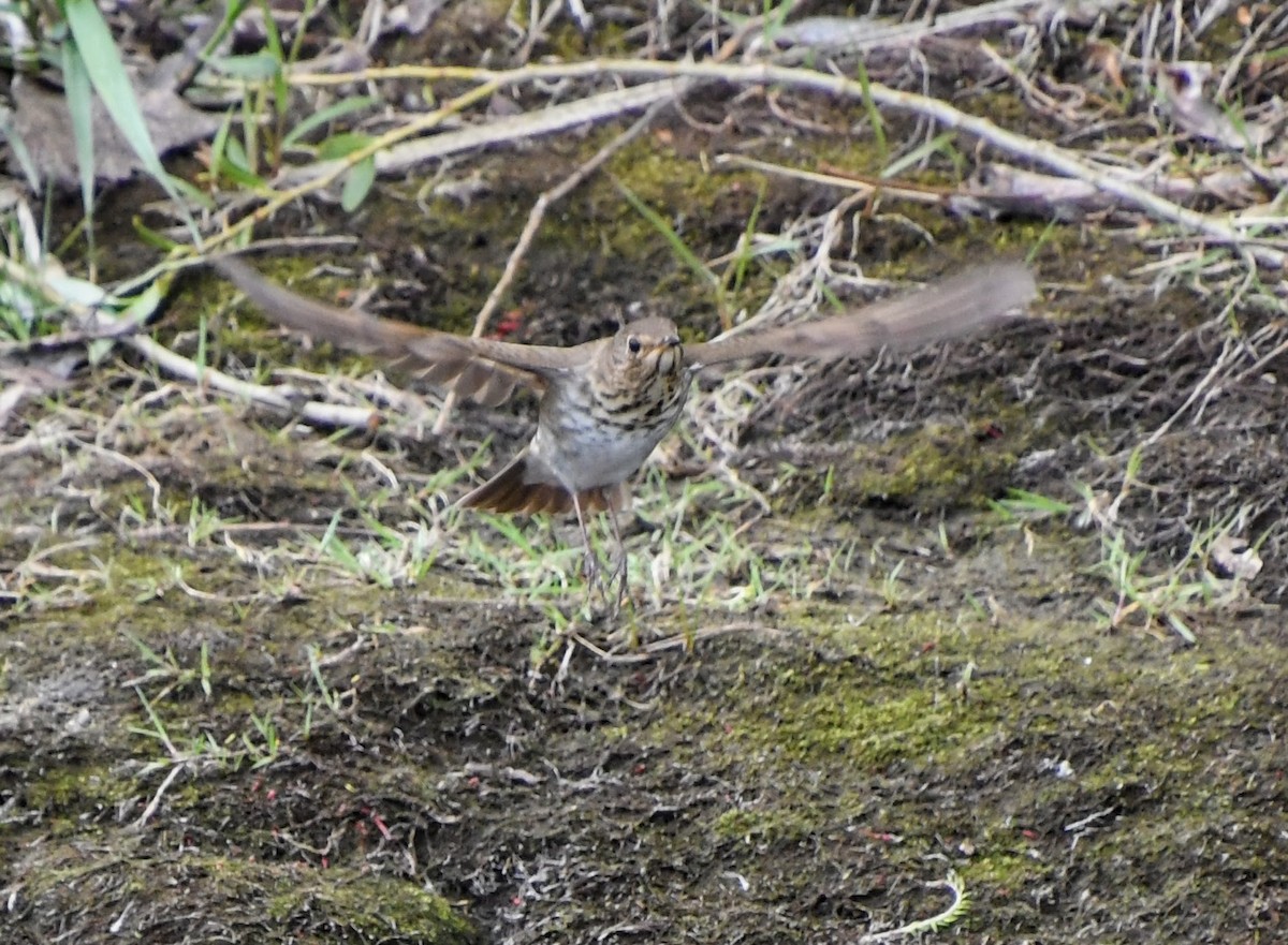 Swainson's Thrush - Denise Van Peursem