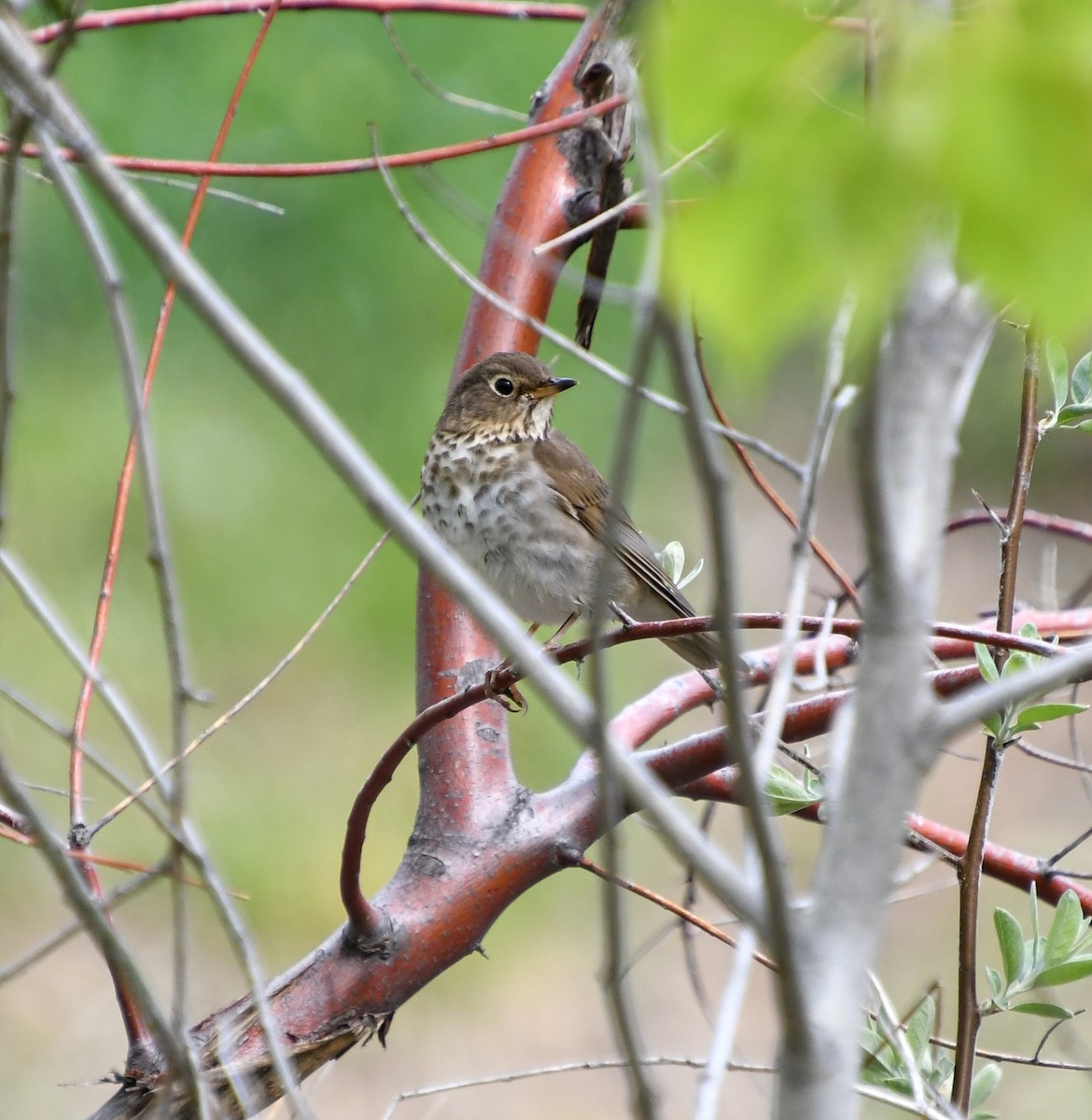 Swainson's Thrush - Denise Van Peursem