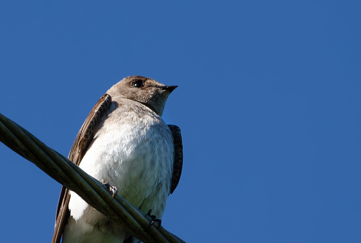 Northern Rough-winged Swallow - ML618837936