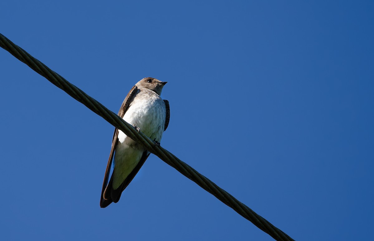 Northern Rough-winged Swallow - ML618837937