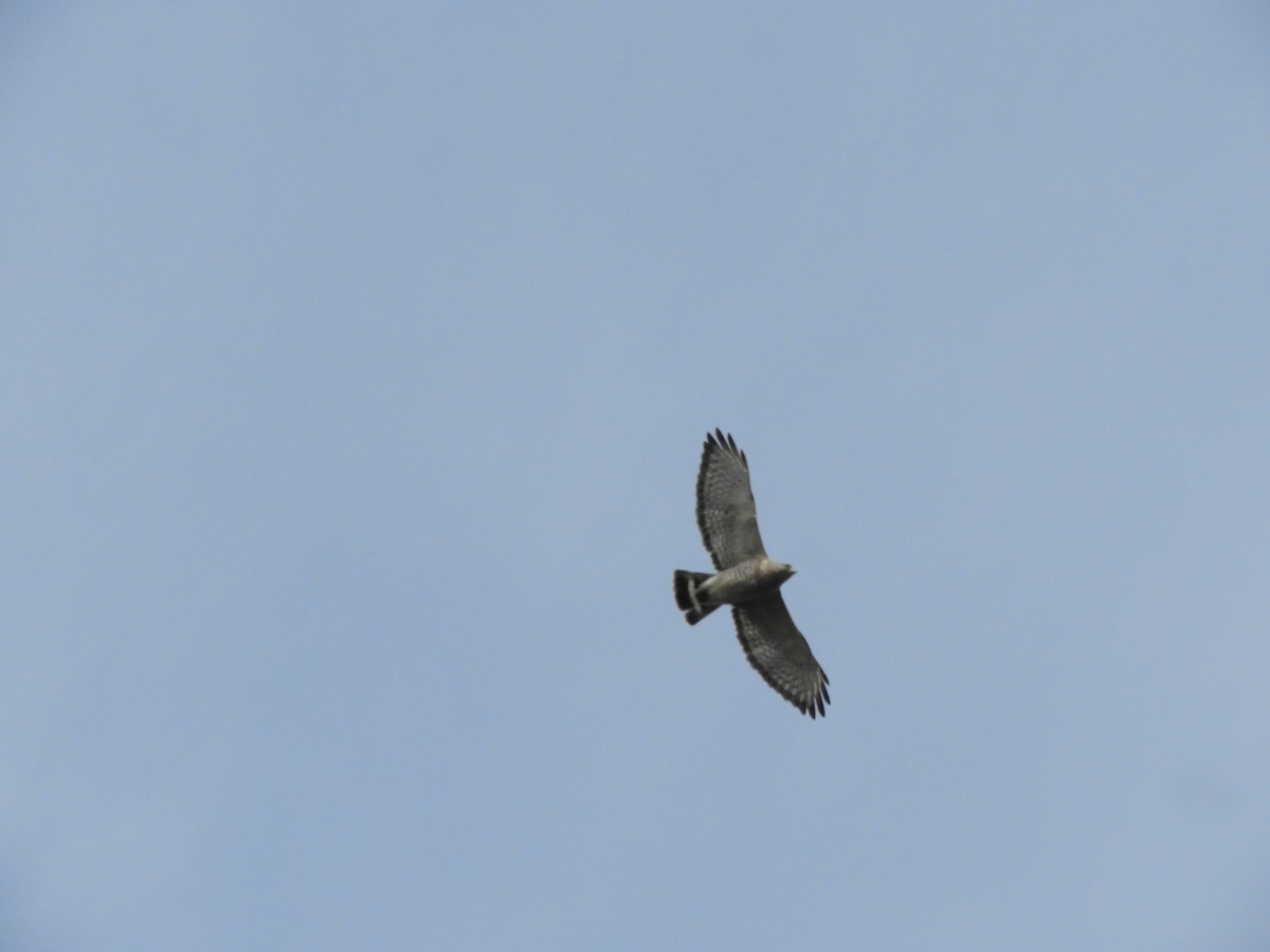 Broad-winged Hawk - ML618837938