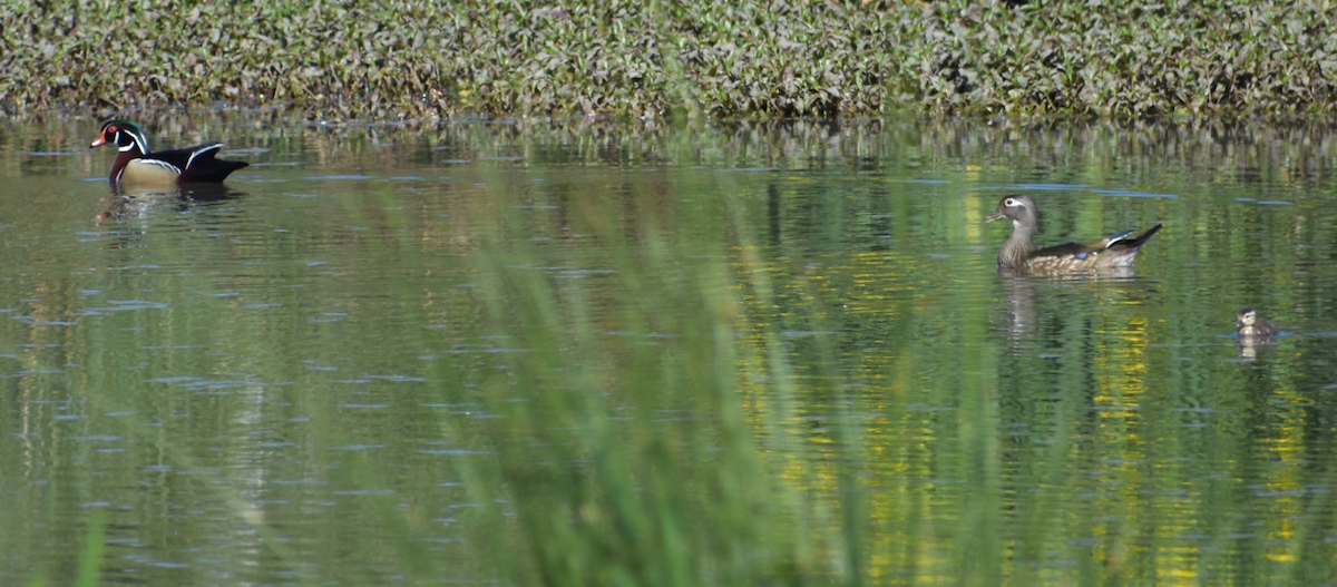 Wood Duck - Tser Supalla