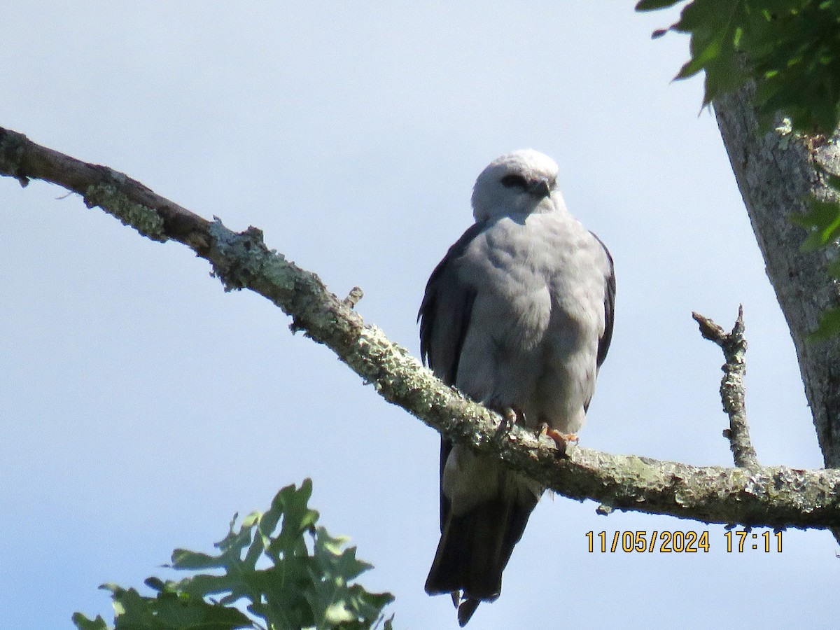 Mississippi Kite - ML618837943