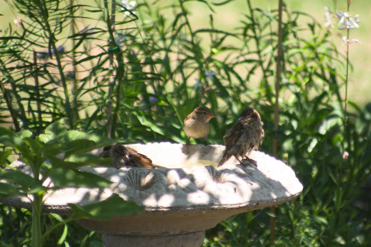 House Sparrow - Katrina Klempa