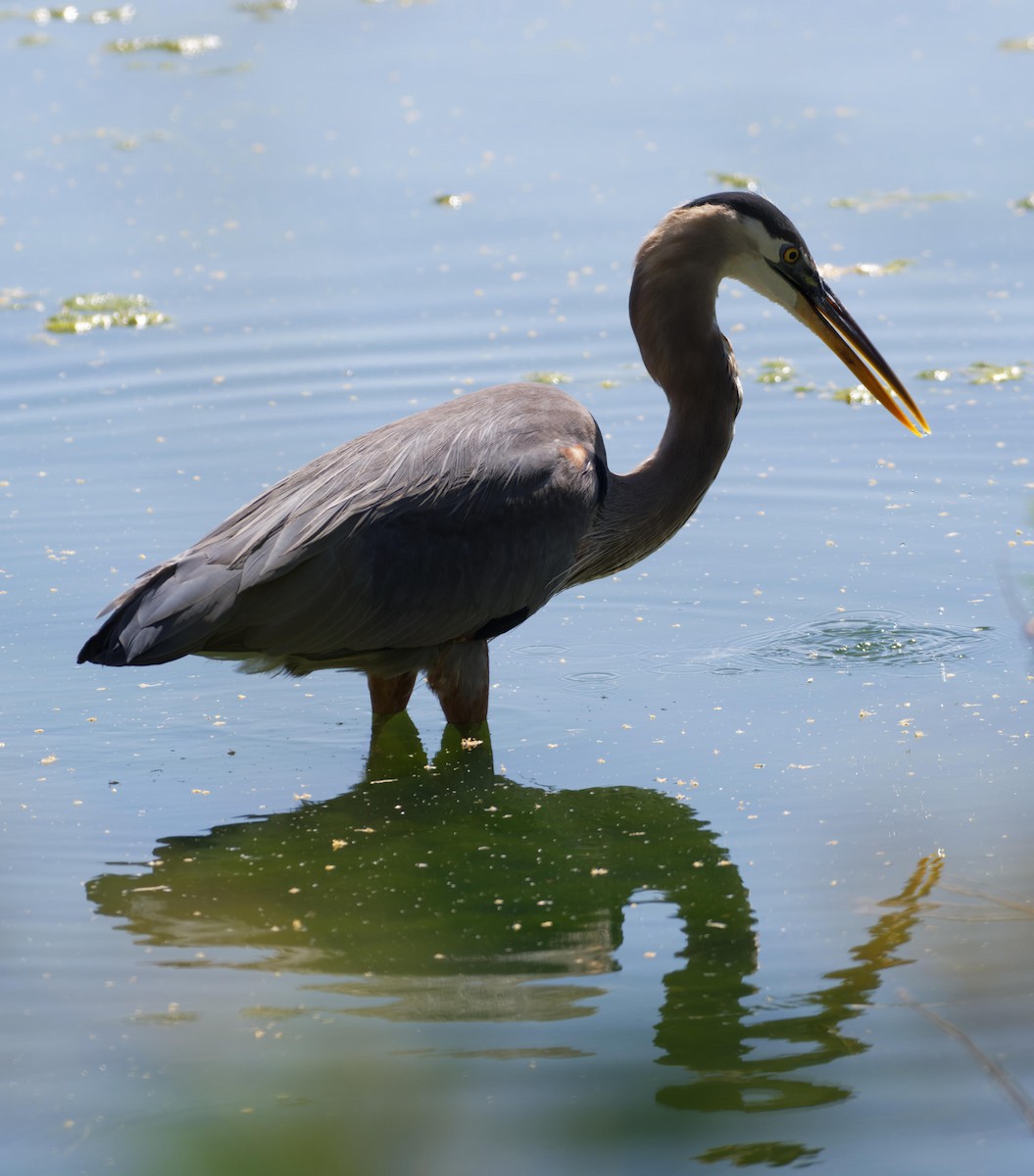 Great Blue Heron - Leslie Holzmann