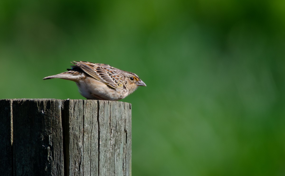 Grasshopper Sparrow - ML618837964